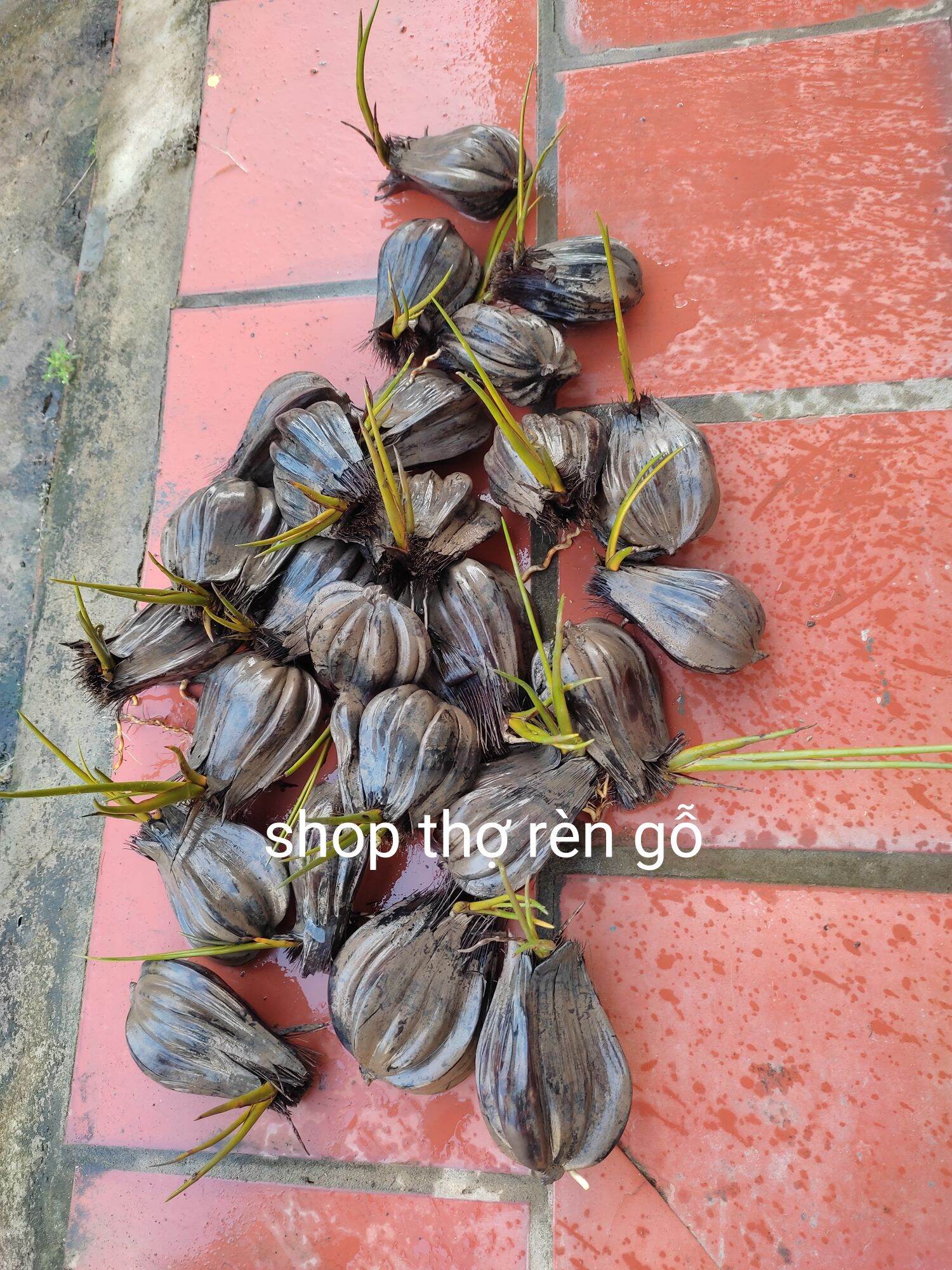 Cây dừa nước, 10 trái mọc mầm cao, trồng thủy sinh, hồ cá cảnh, dễ trồng,