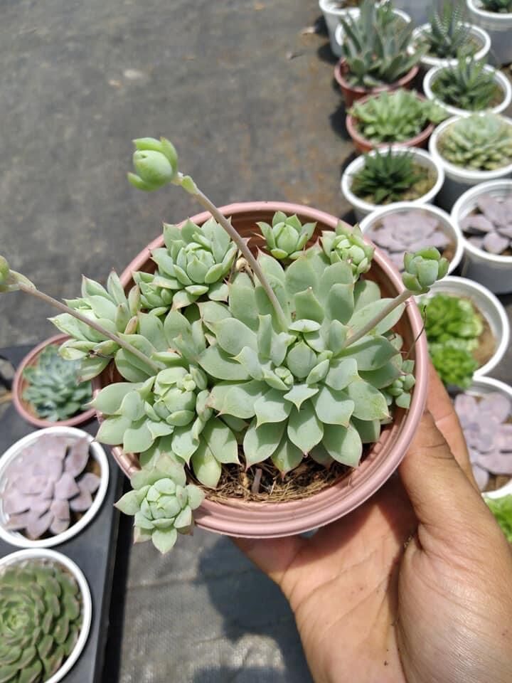 Sen đá dù kim (size trung 10*10cm)