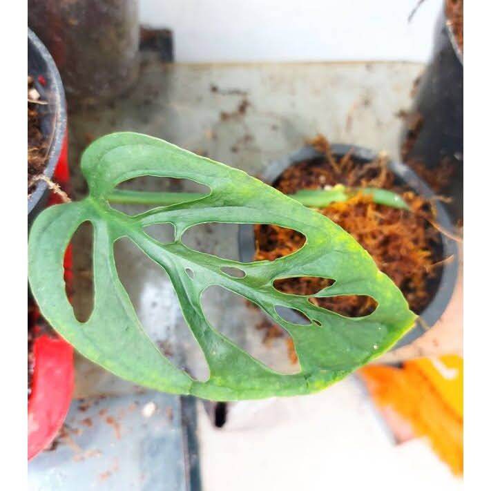 TRẦU BÀ LỖ MONSTERA ADANSONII VAR ADANSONII