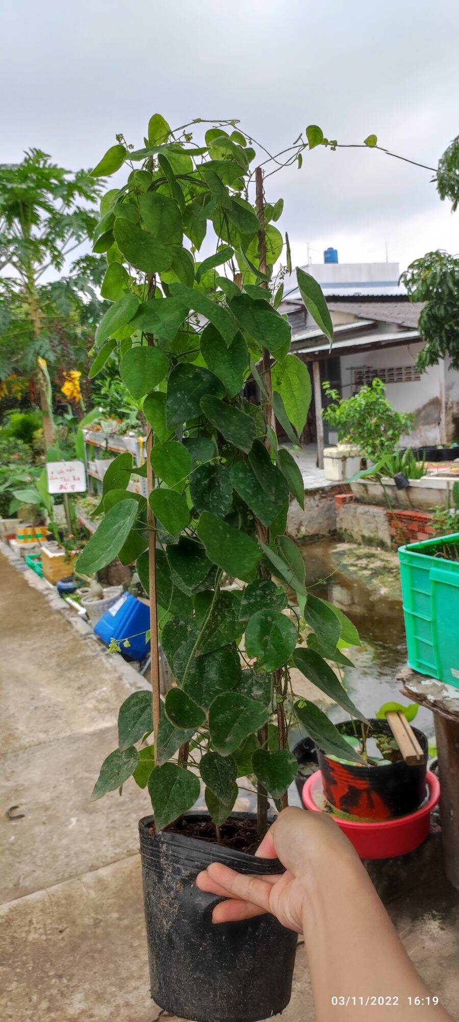 Cây sâm lông _sâm trơn (cao 6tấc)