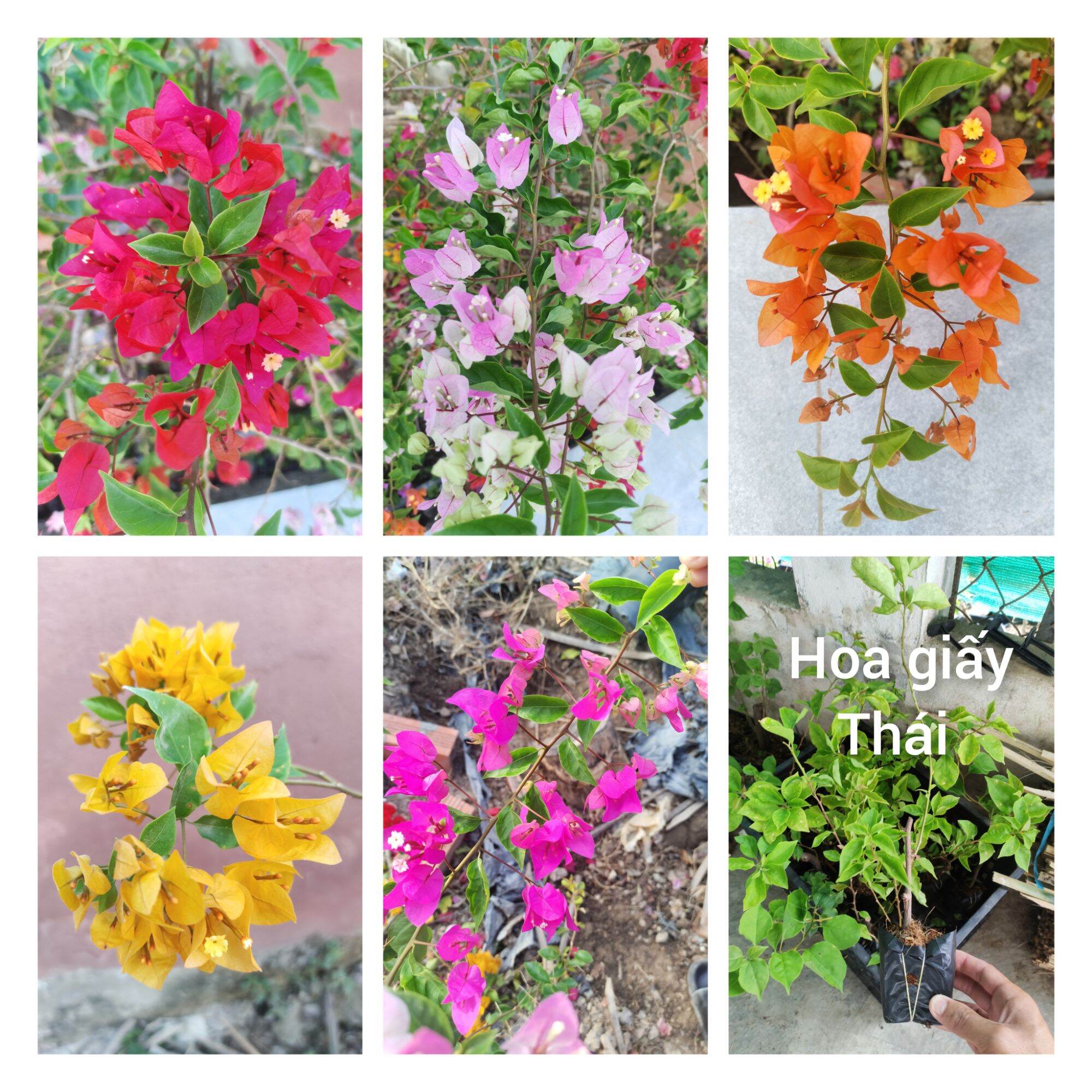 Cây giống hoa giấy Thái, 5 loại màu đỏ, cam, vàng, hồng, trắng hồng. .