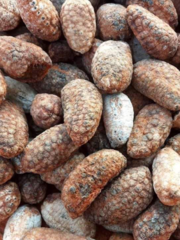 1kg chuối hột rừng tây bắc