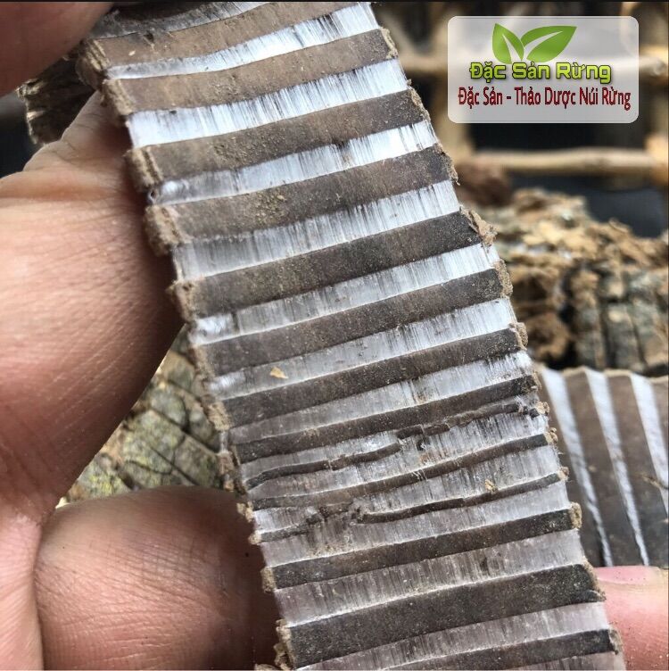 ( 100gr ) Đỗ Trọng khô - Bổ Thận , Mạnh Gân Cốt