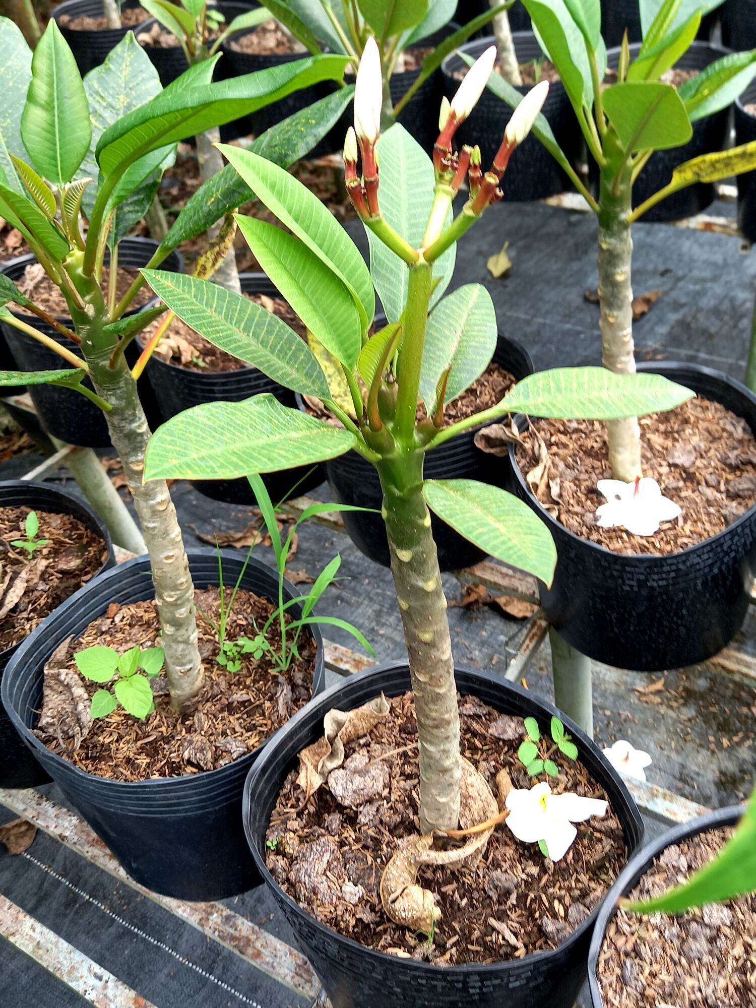 cây sứ đại thái hoa thơm