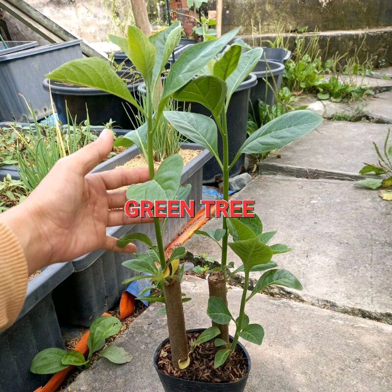 Cây giống mật gấu chậu 2 cây