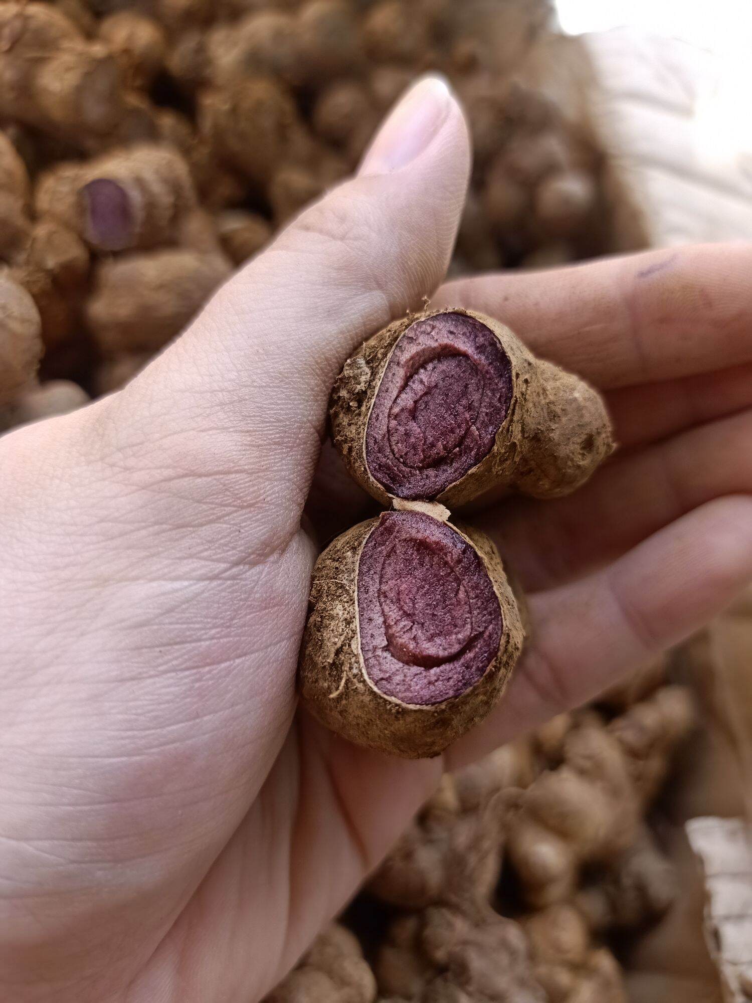 1Kg GỪNG ĐEN đậm (Ngãi tím,ngãi đen) làm thuốc,..