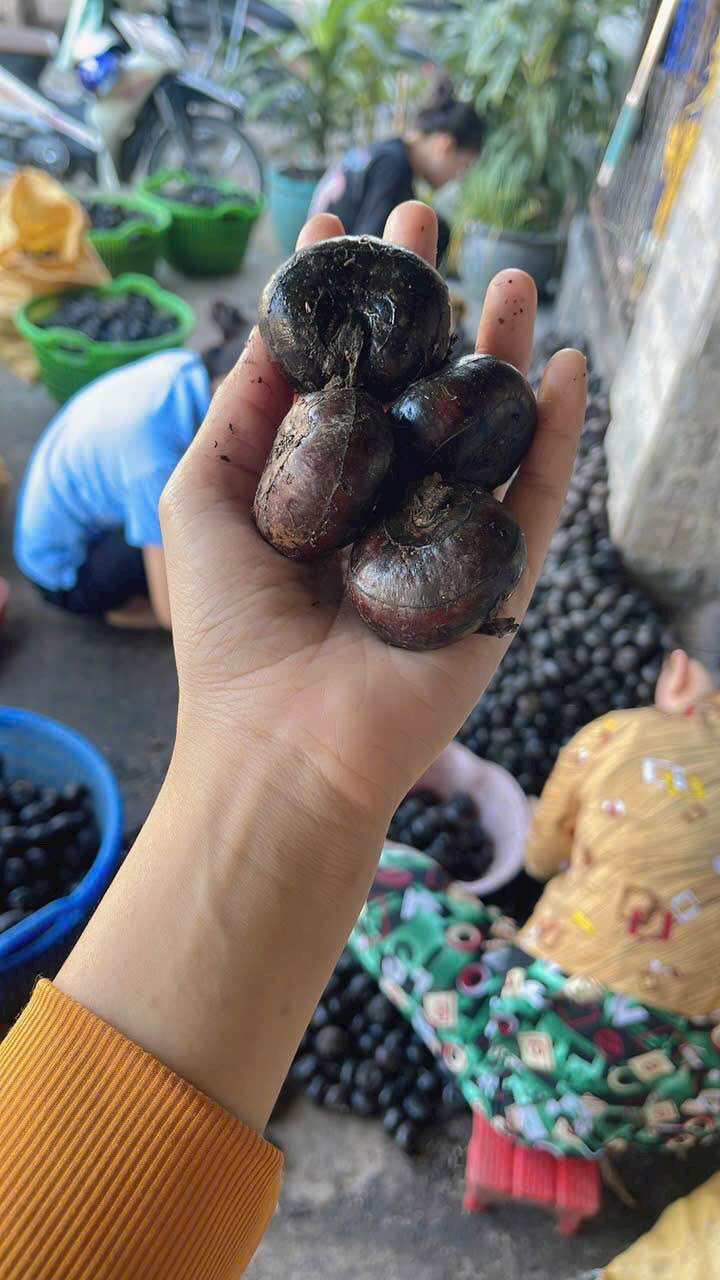 Củ năng tươi củ mã thầy còn vỏ dùng nấu chè làm topping củ năng