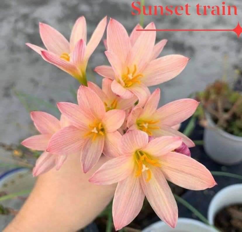10 củ huệ mưa sunset strain