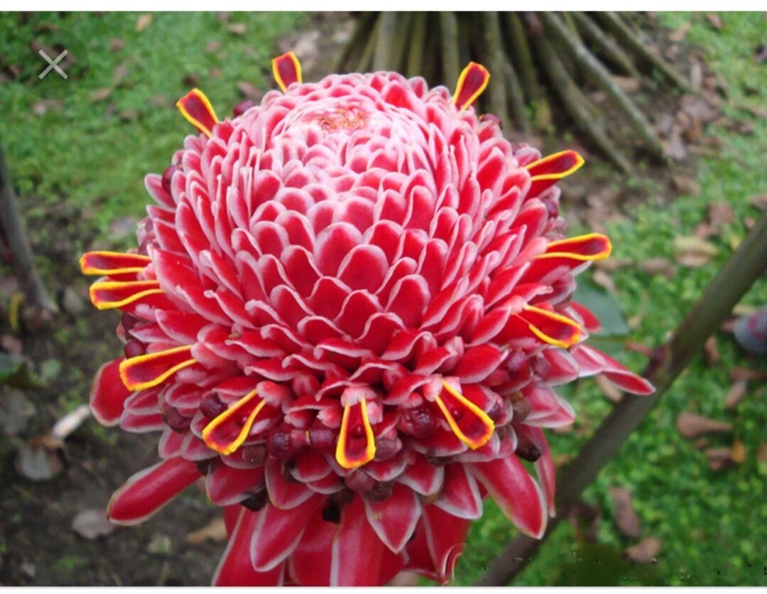 Củ cây sen đa lộc