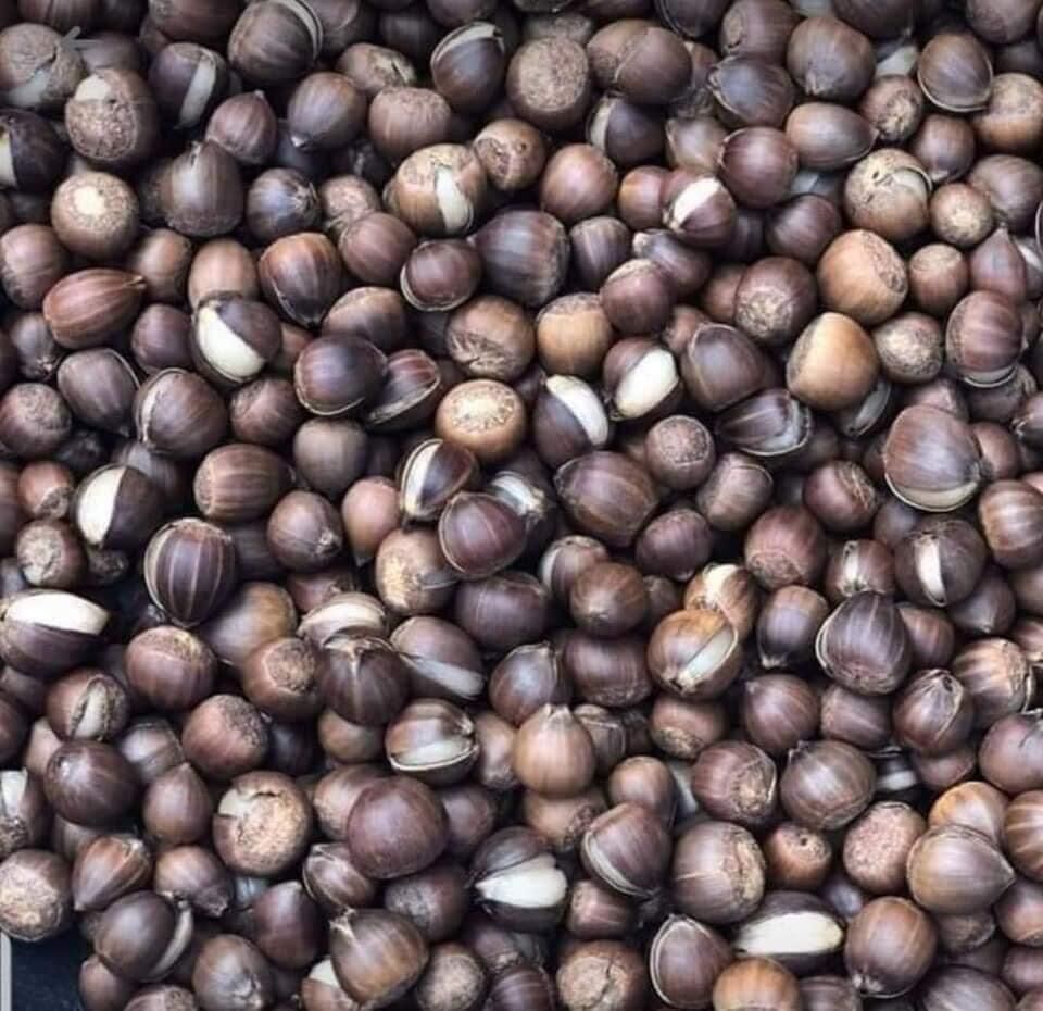 Hạt dẻ rừng ( dẻ thóc) Điện Biên