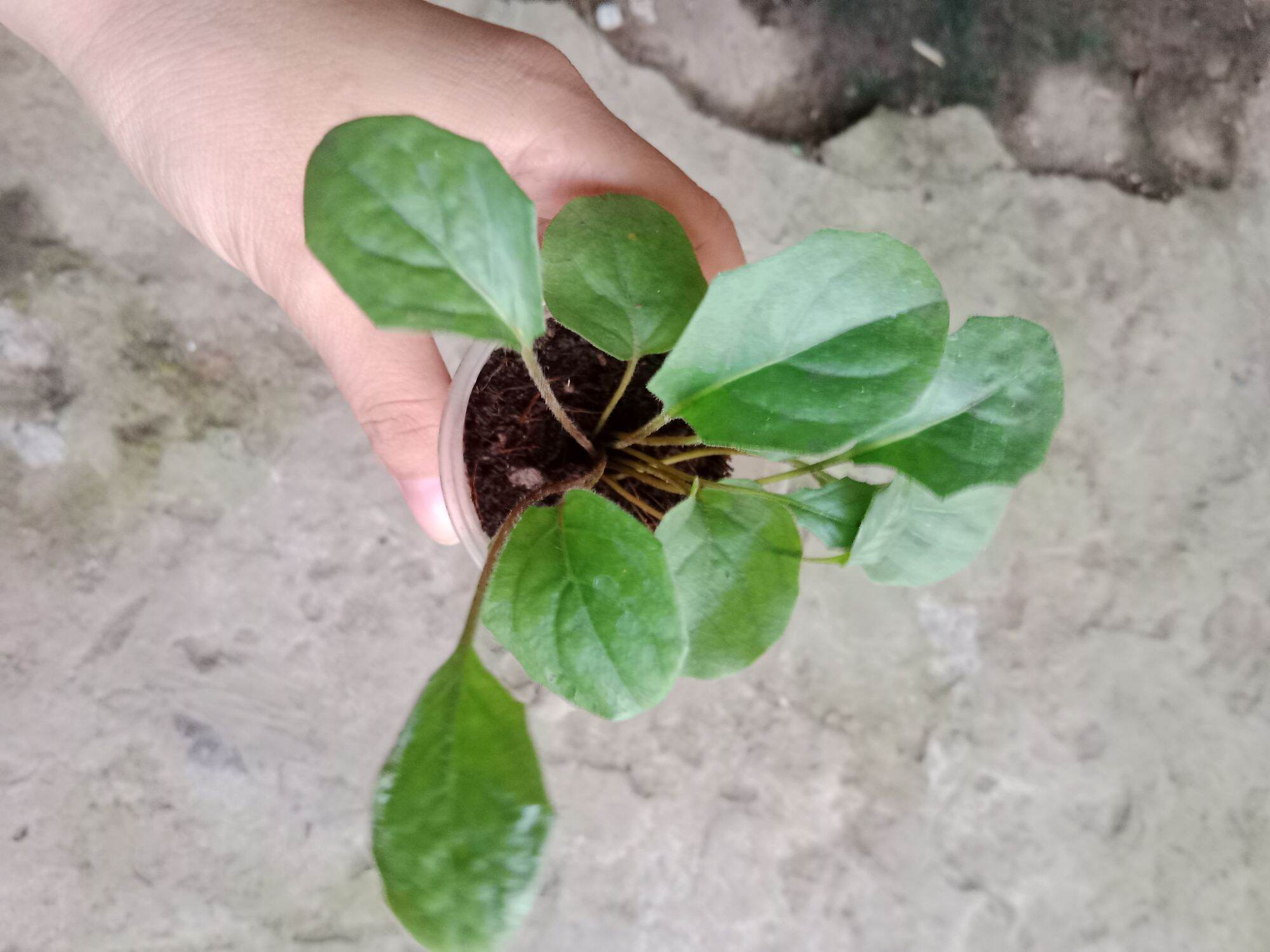 (Cây bé) CÚC ĐỒNG TIỀN HỒNG NHỤY ĐEN