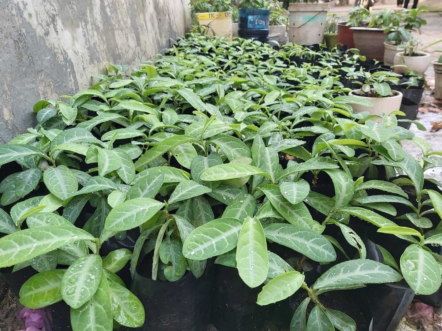 Combo 20 lá lưỡi người tươi lá lưỡi nhân tươi 20 lá