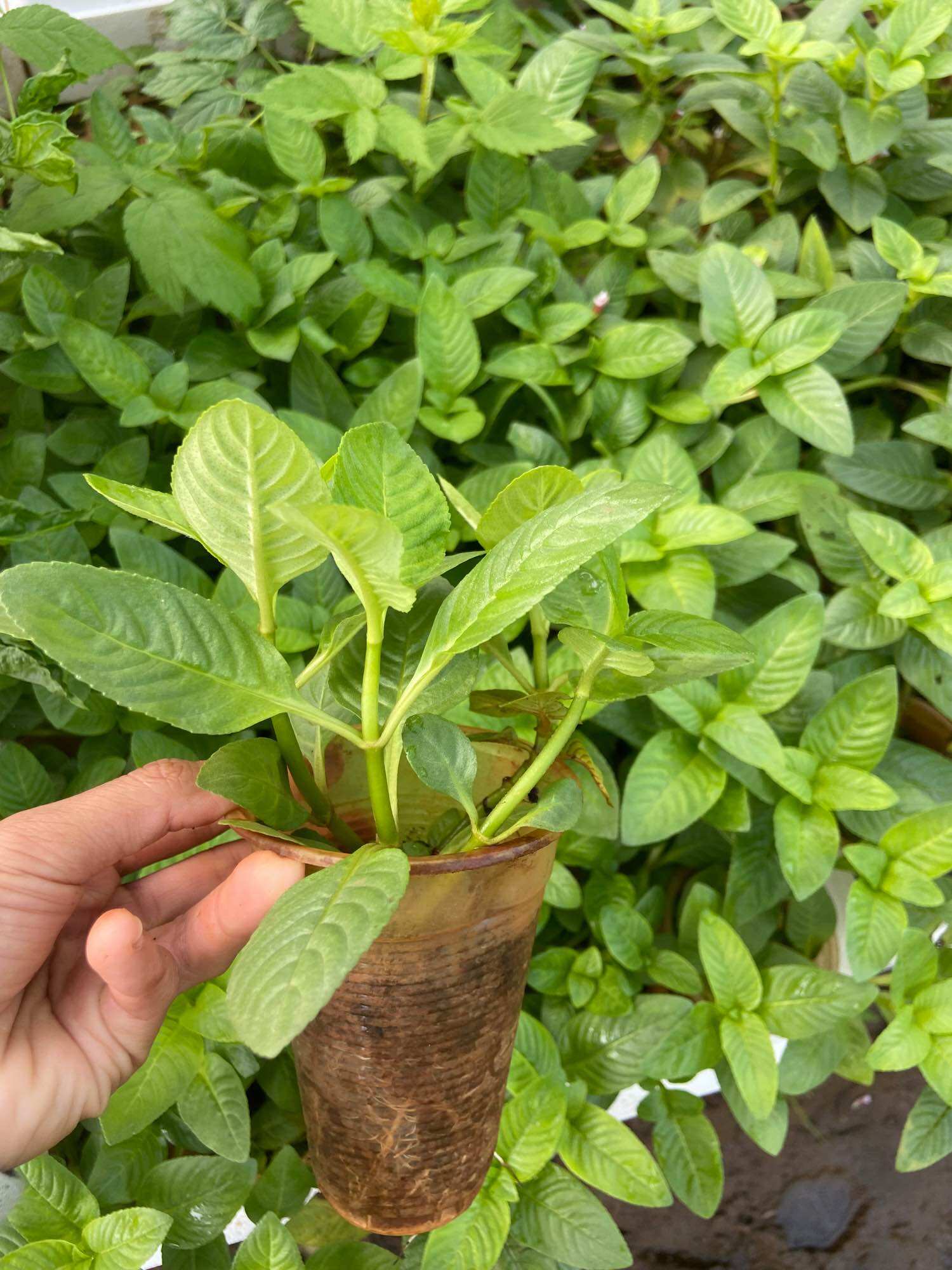 Cây rau xá xị (rau quế vị)