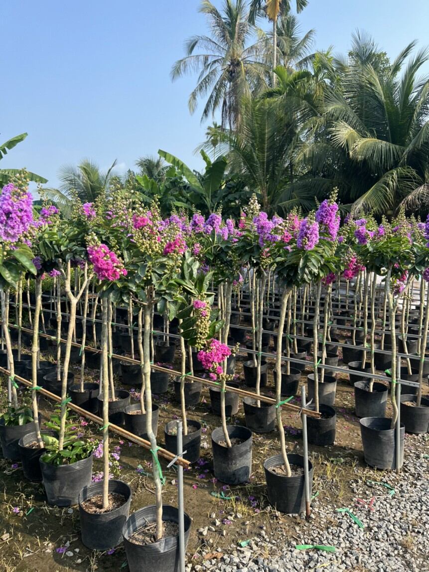 cây bằng lăng thái hoa to.