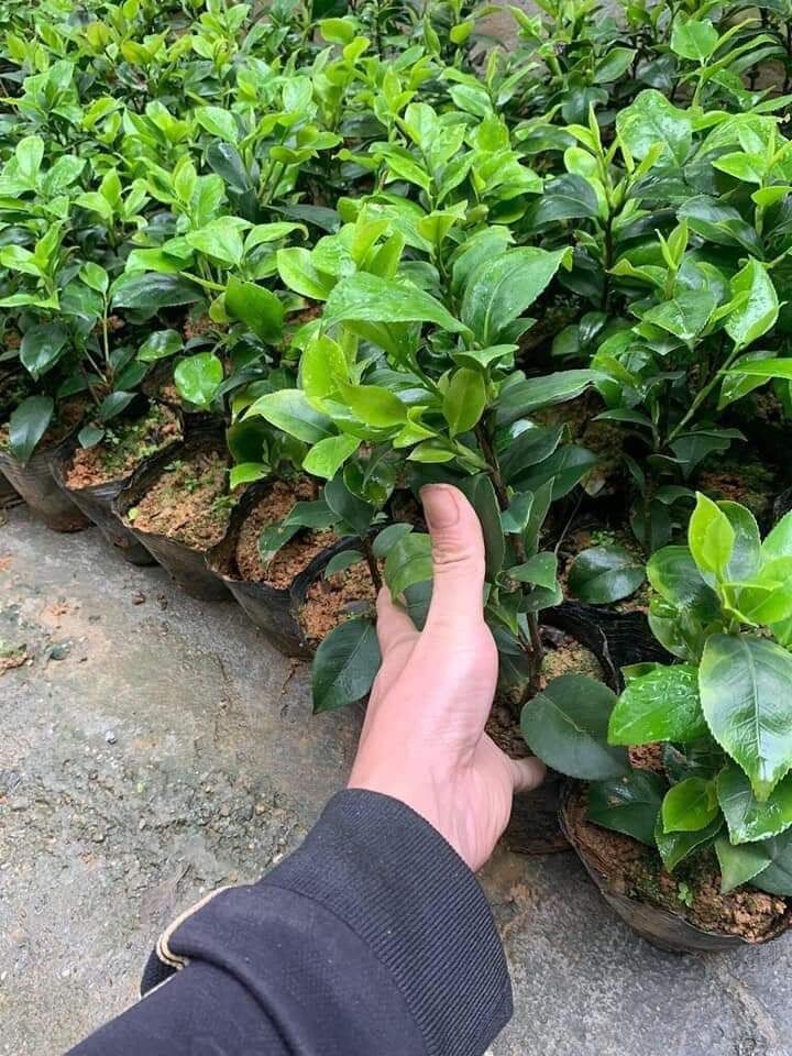 Hoa tường vi (cây giống như hình cuối)
