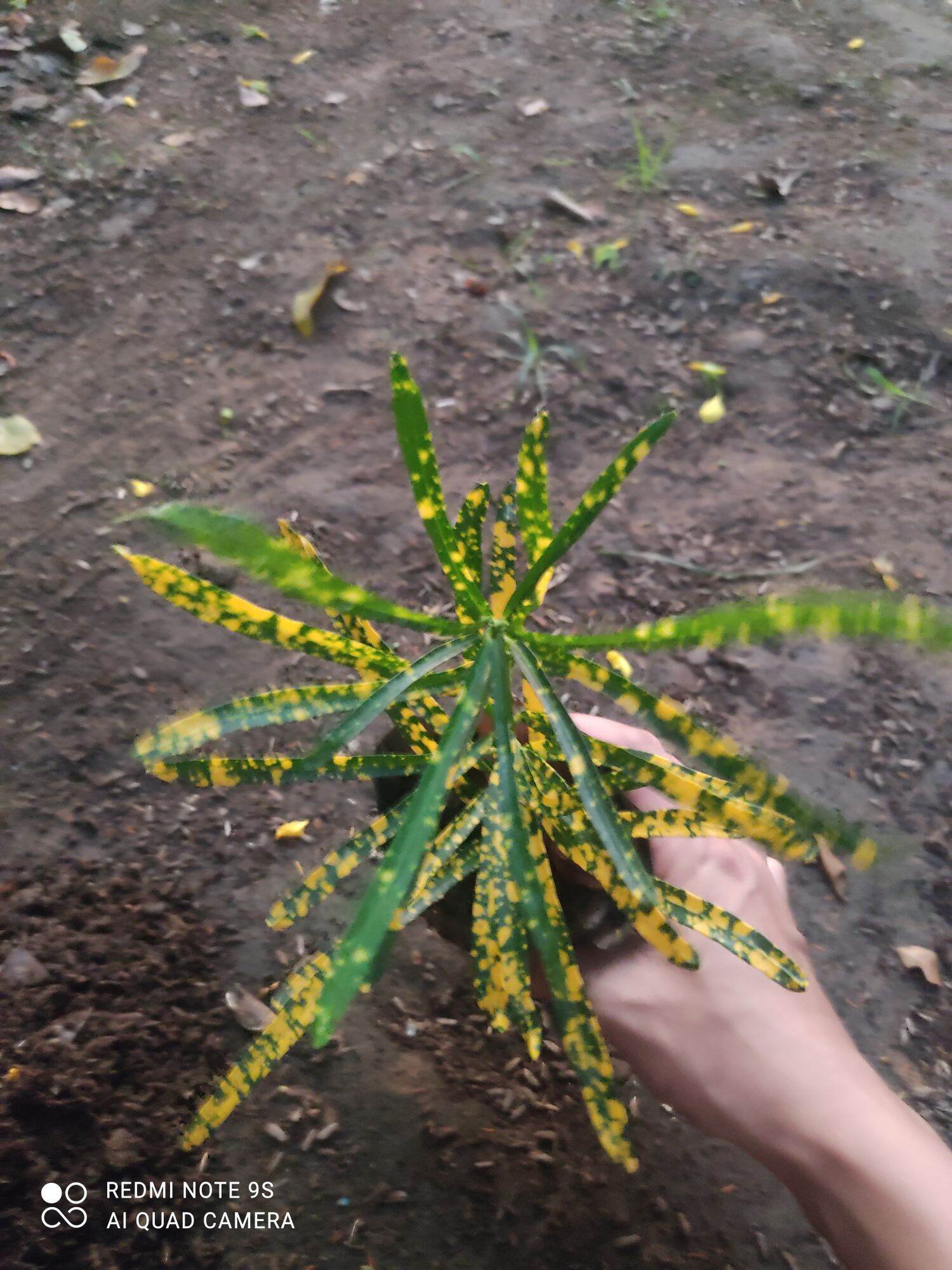 CÂY CÔ TÒNG -LÁ NHỎ VÀNG...🌸.11k🍀(shop mới bán mua đơn từ 100k tặng cây giống)