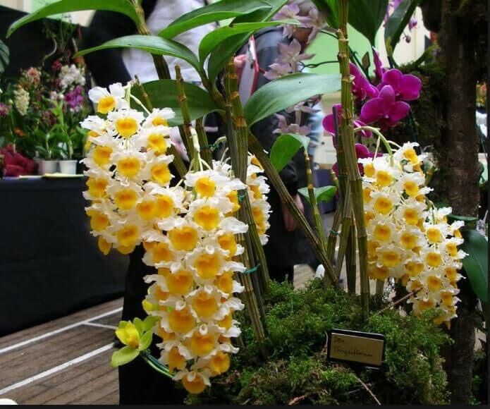 Hoa Lan kiều vàng(1 khóm)