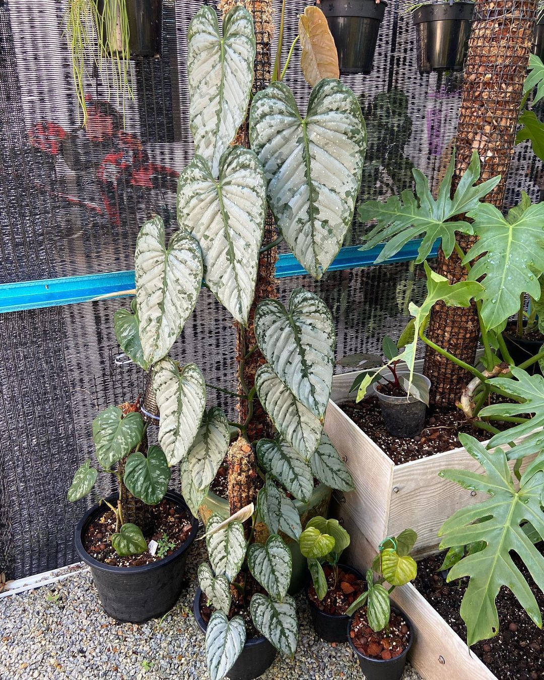 Philodendron Brandtianum