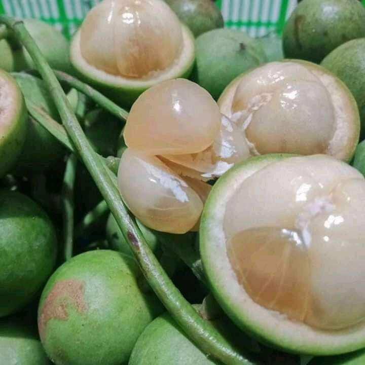 Cây giống dâu da thái siêu trái