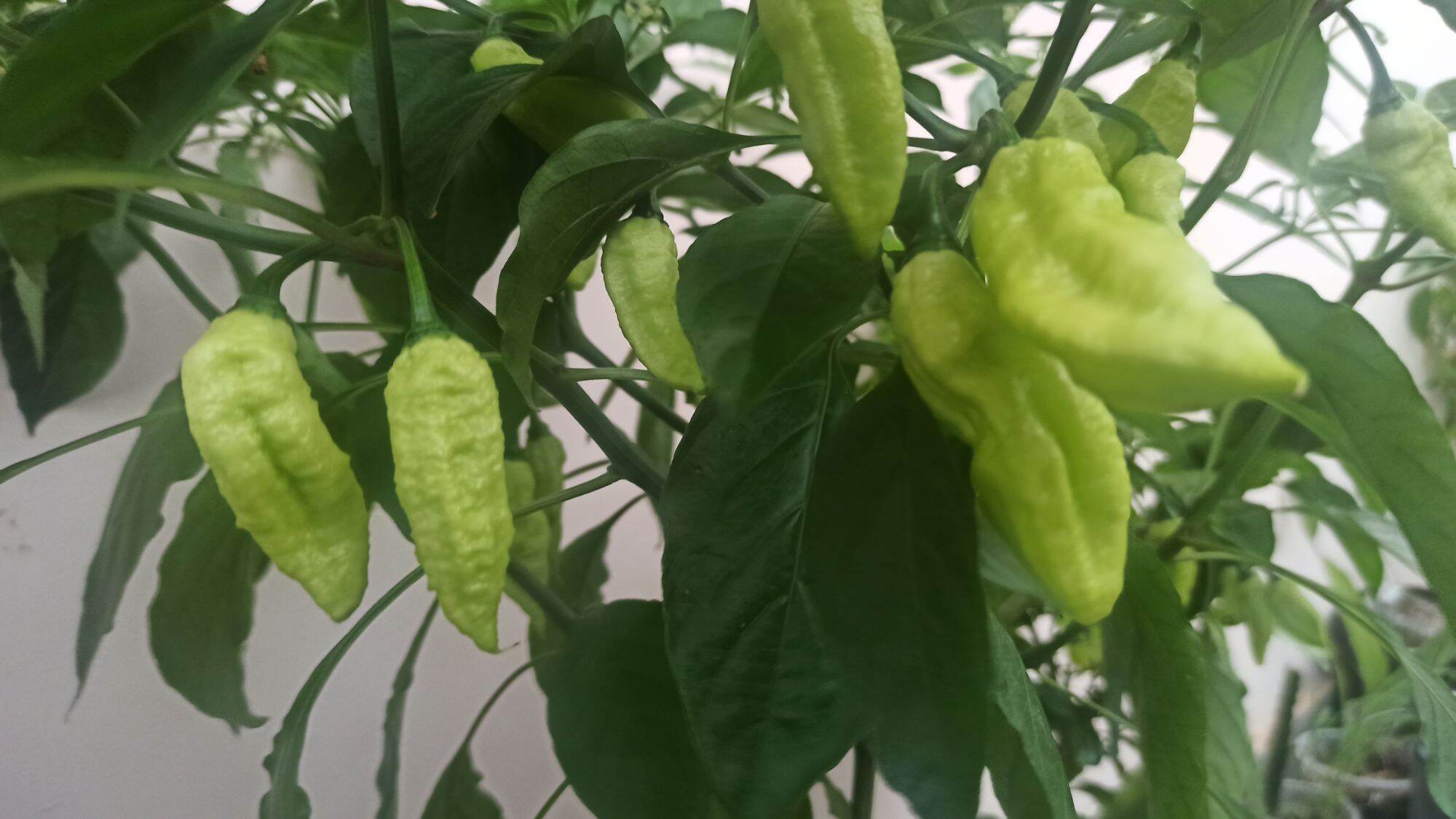 hạt ớt LEMON GHOST