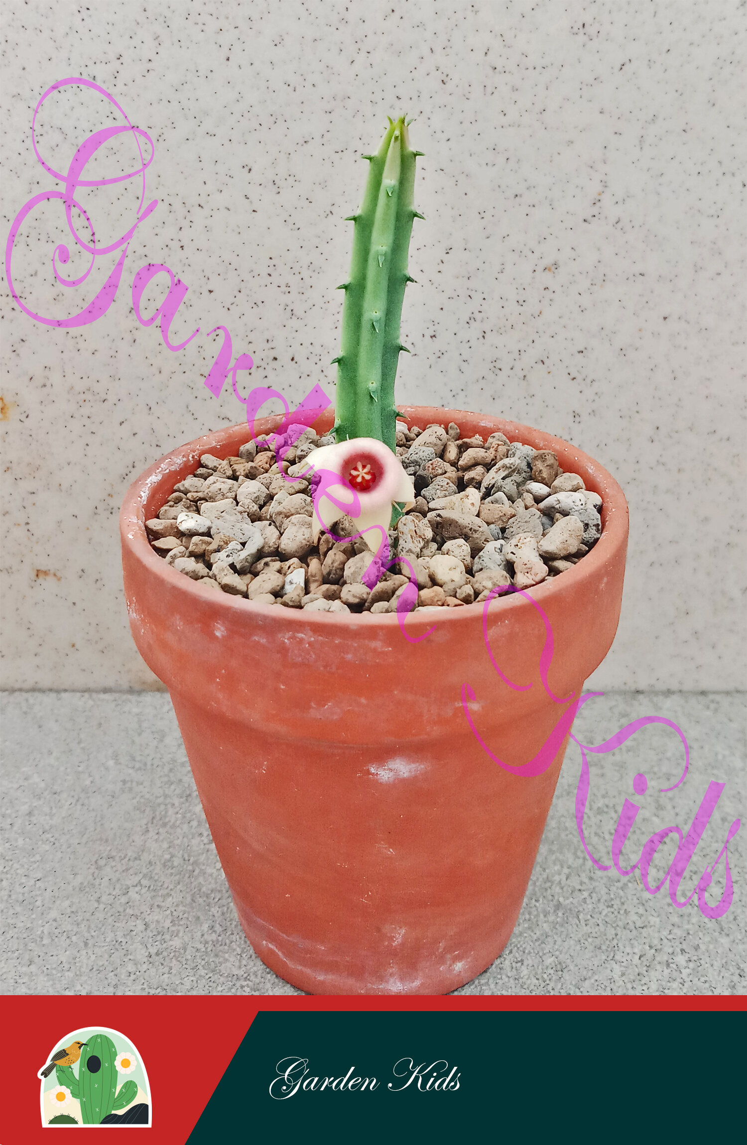 Huernia Procumbens Succulent Plant - Dinosaur Bone Sea Camellia in Terracotta Pot