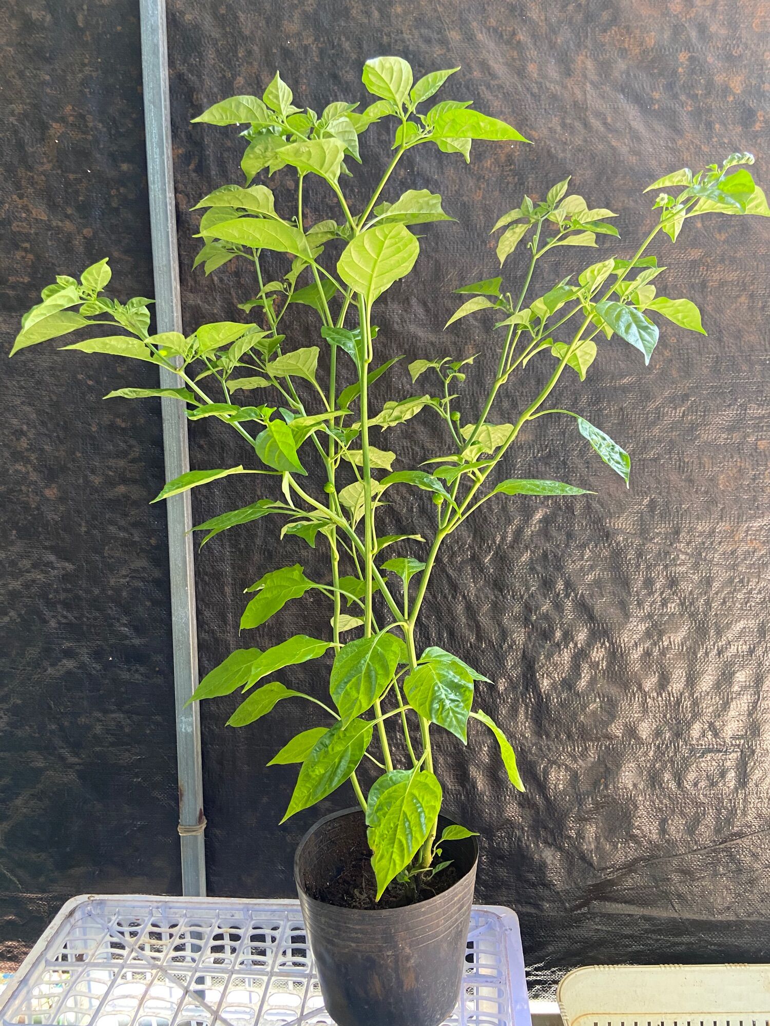 Cây ớt charapita (cây đang hoa trái)