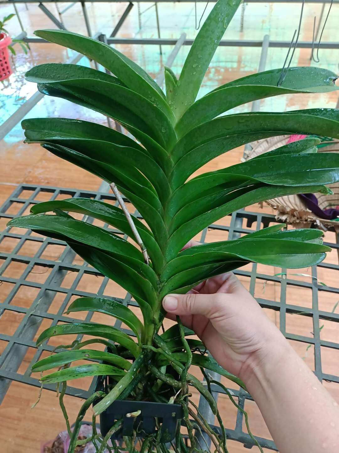 Hoa lan vanda trưởng thành màu sổ số