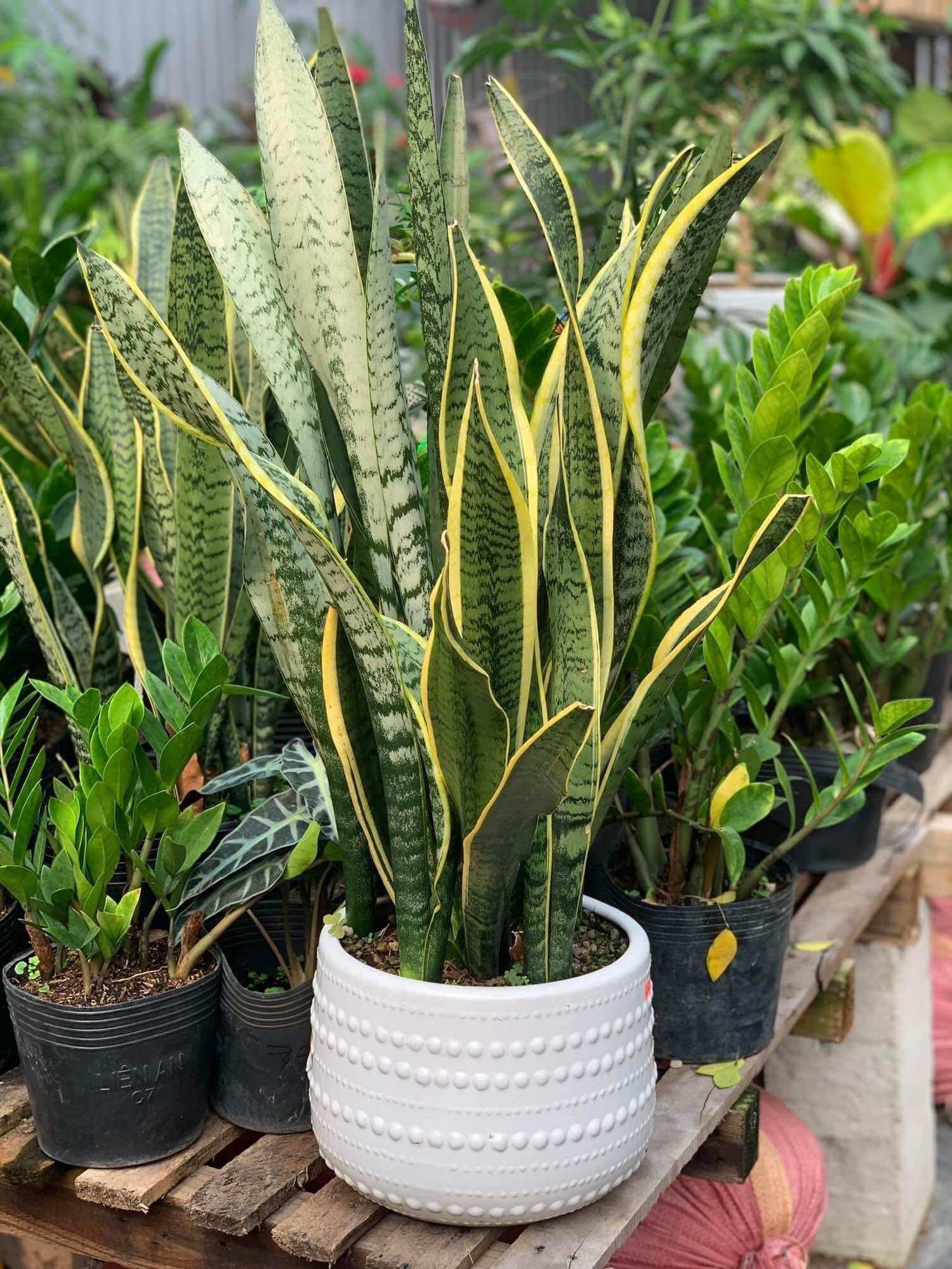 5 cây lưỡi hổ