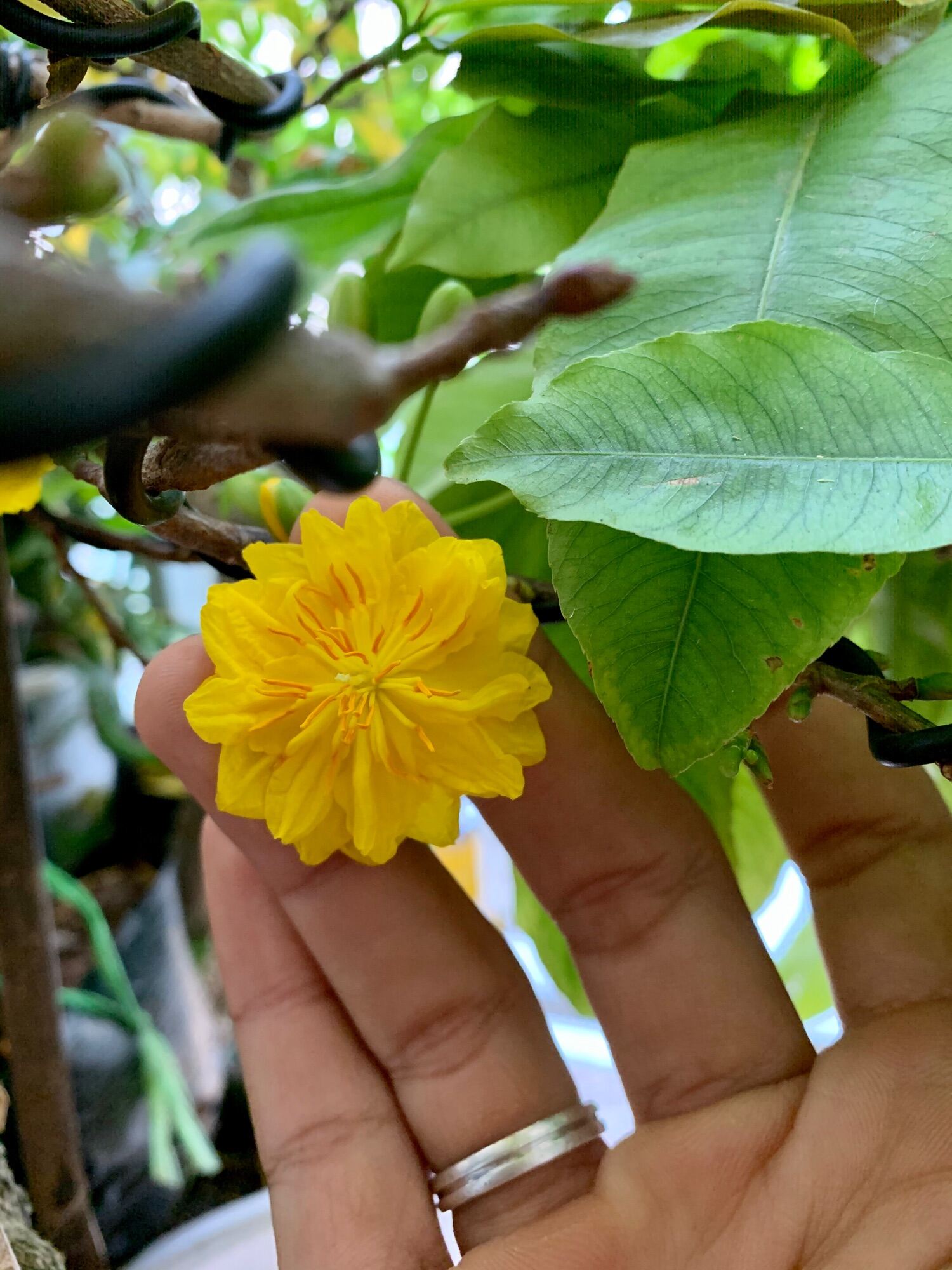 Hoa cúc mai 36 cánh cây giống