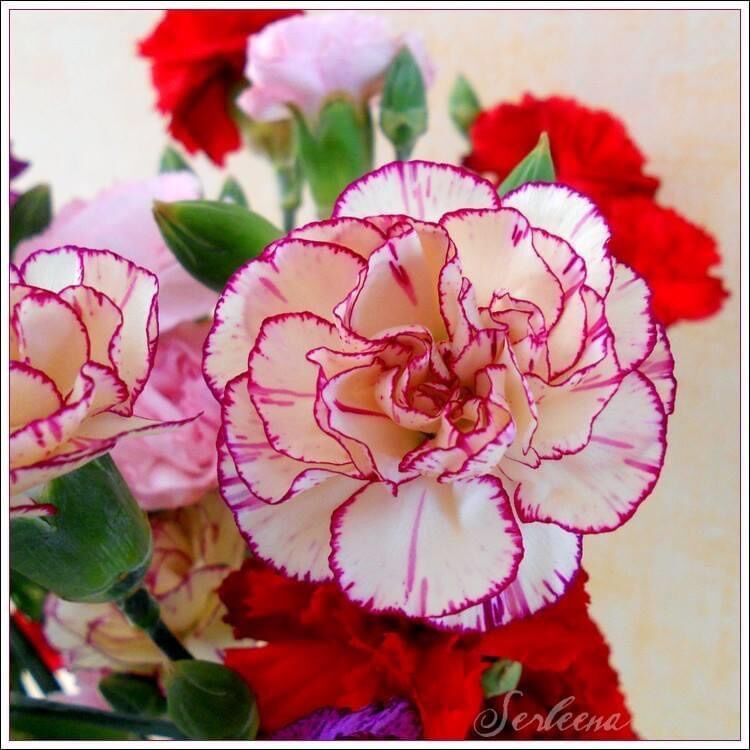 Hạt giống hoa Cẩm chướng(gói 100hạt)