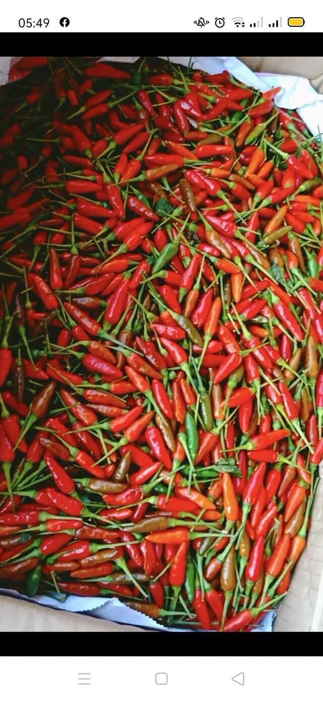 Ớt thóc Sìn Hồ Lai Châu (120k/kg)