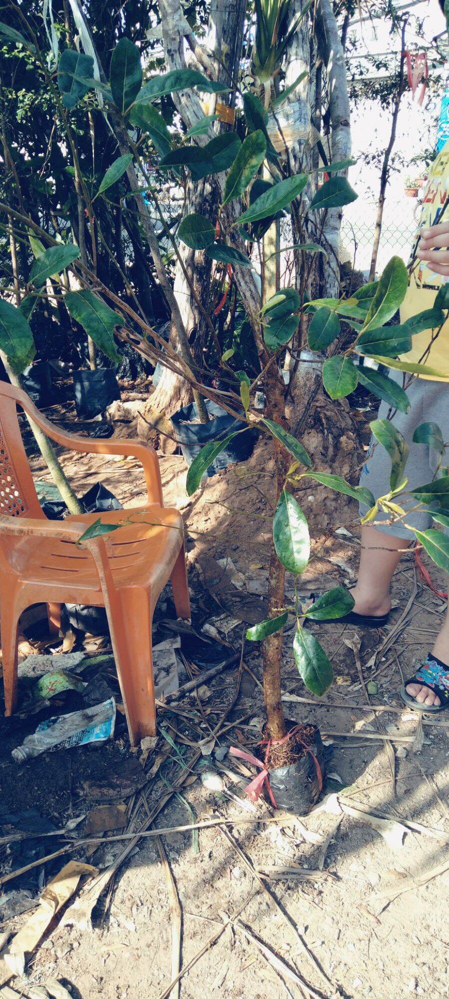 cây cà na thái cao 100cm. cây to, đẹp.