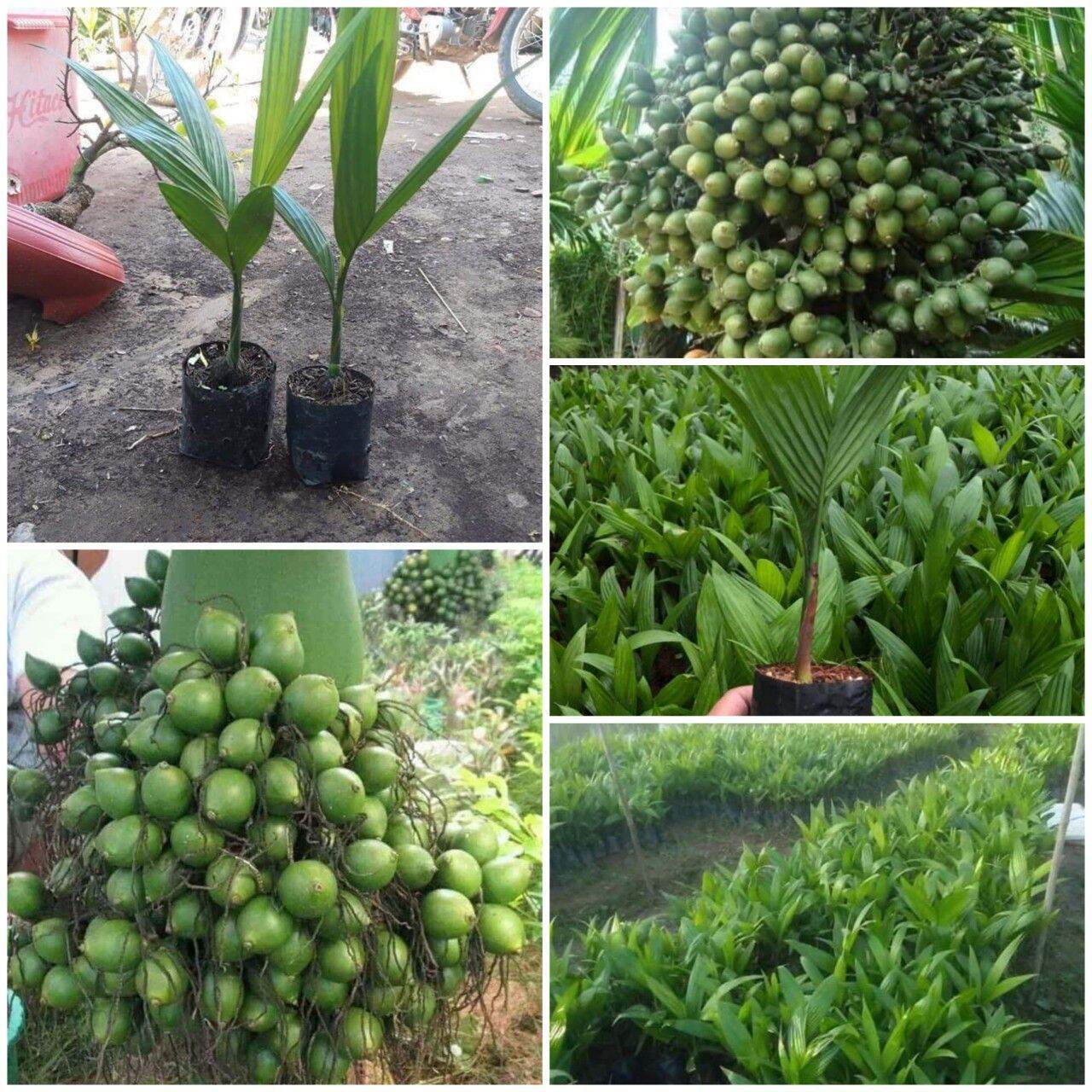 Cau ăn trầu lùn tứ quý