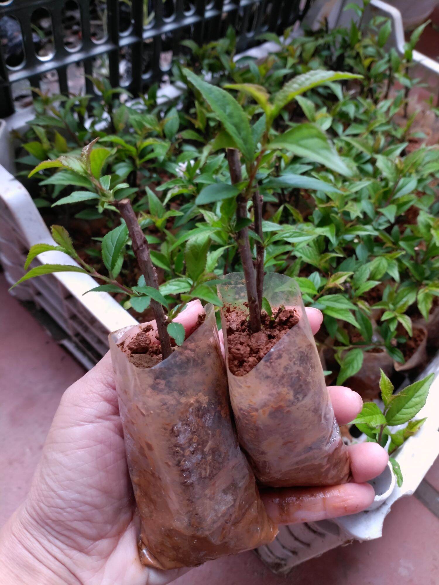 Cây giống nhất chi mai