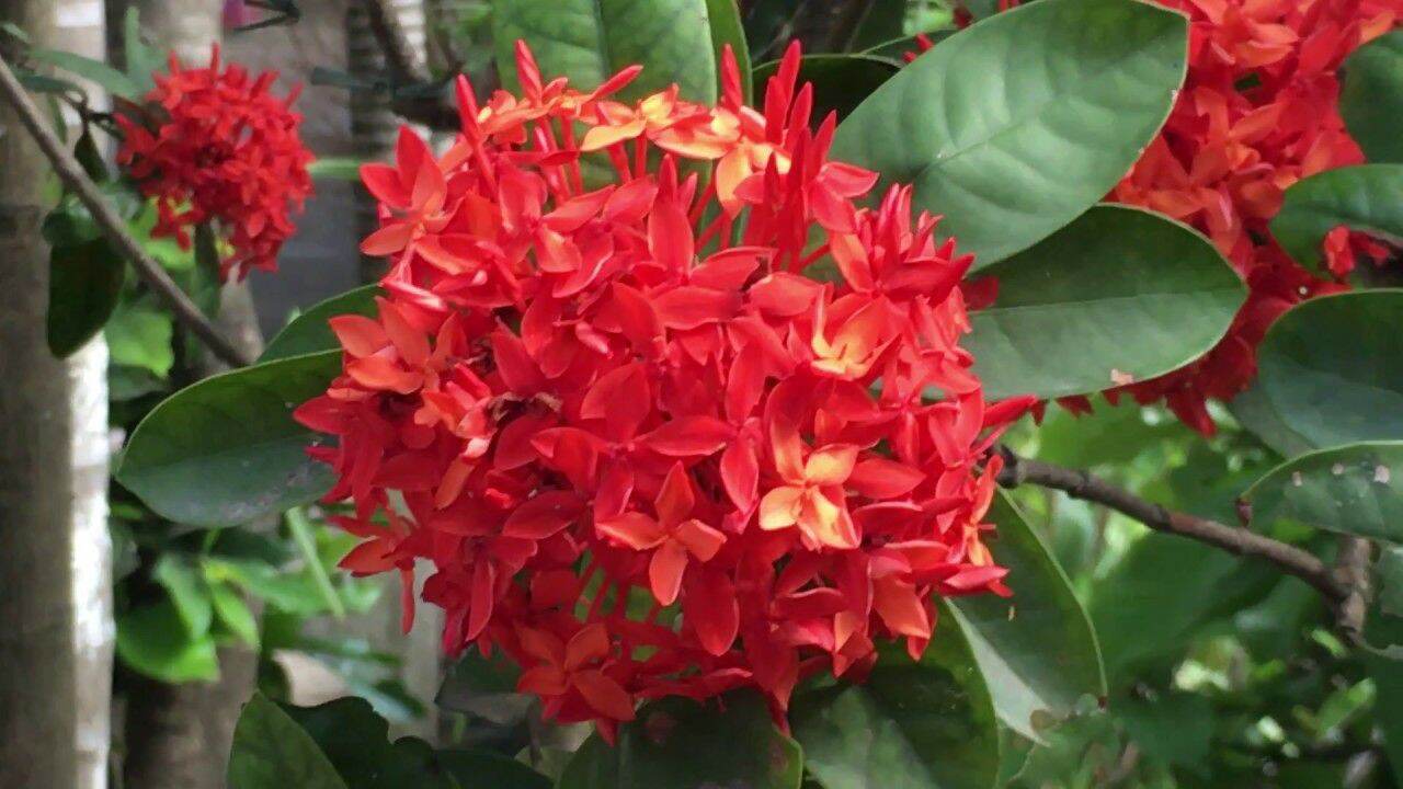 CÂY HOA MẪU ĐƠN ĐỎ