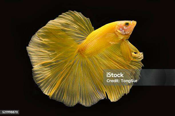 Betta hm rồng vàng