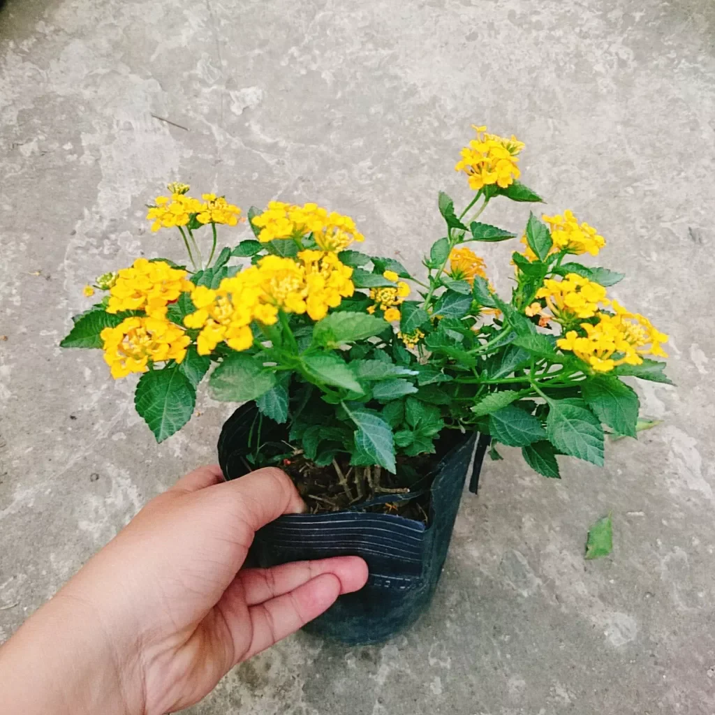 Hoa ngũ sắc vàng ( hoa trâm ổi)