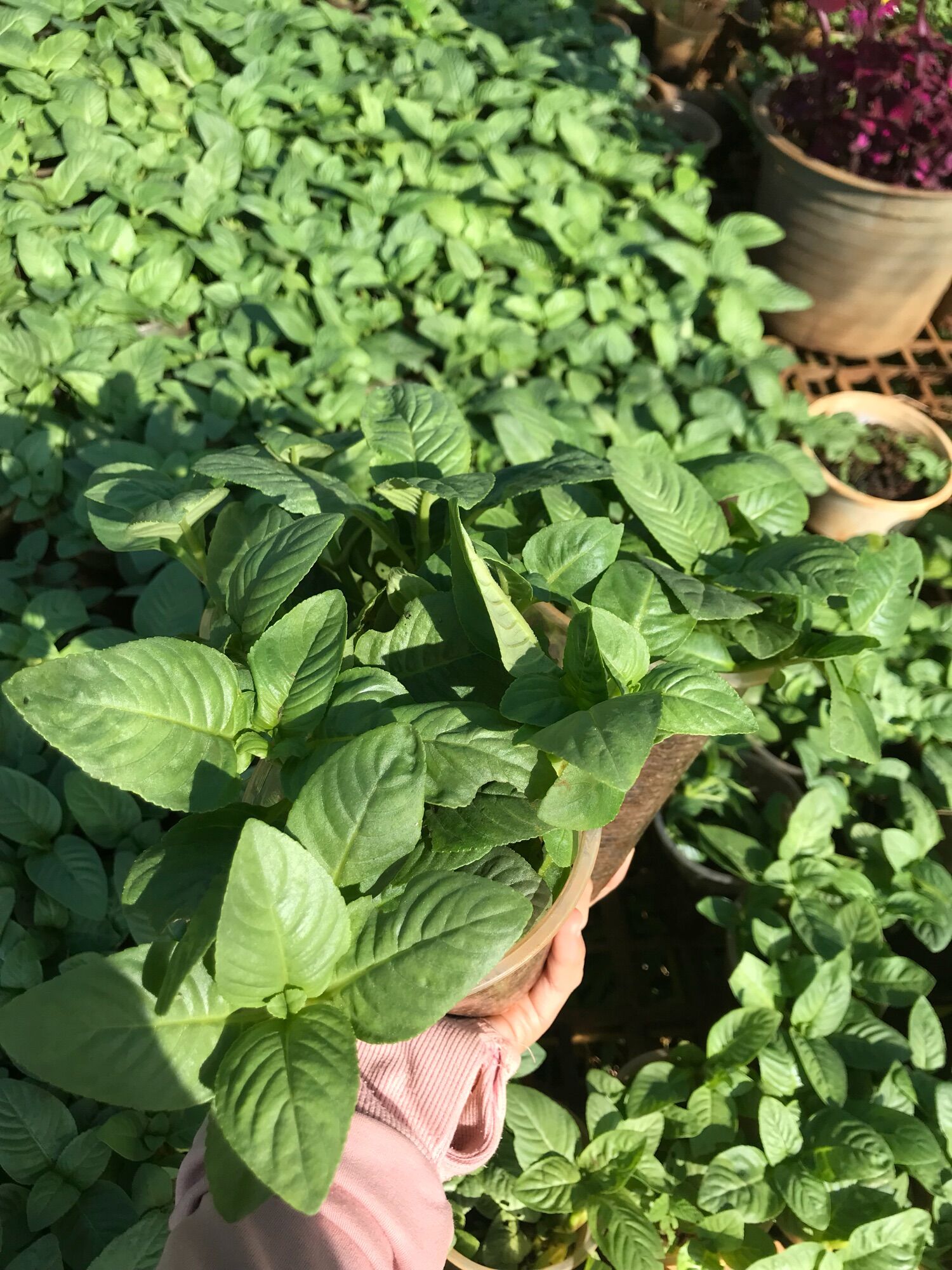 Cây rau xá xị nhỏ