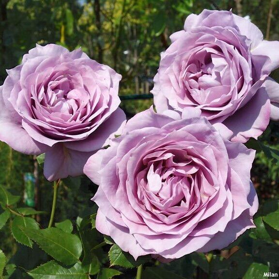 Hoa hồng Novalis rose - hồng bụi, hoa chùm