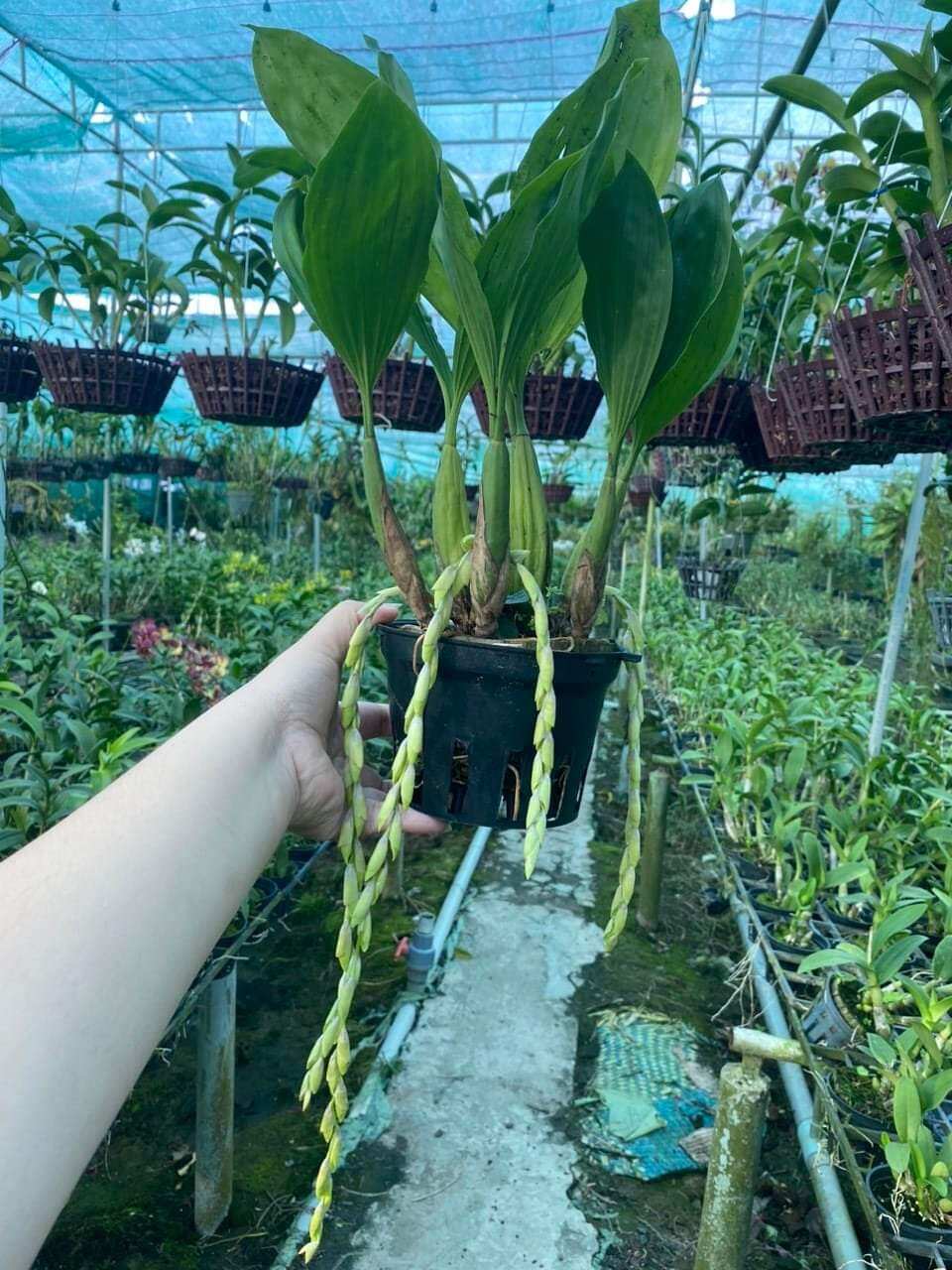 Thanh đạm Indo cây khoẻ đẹp sắp hoa