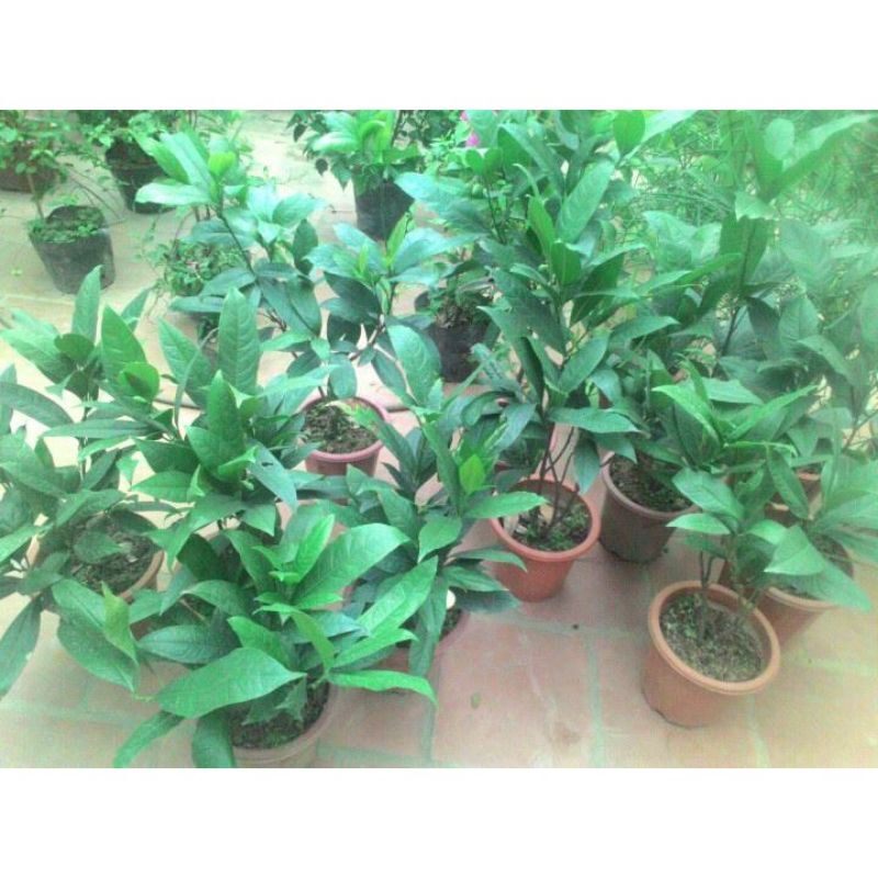 Cây hoa dạ hợp hương đang nụ hoa