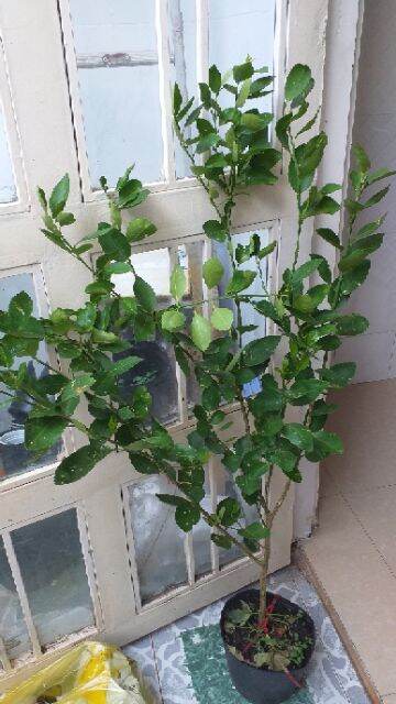 Potted Paper Lemon Tree, 1.2m Tall, with Fruit