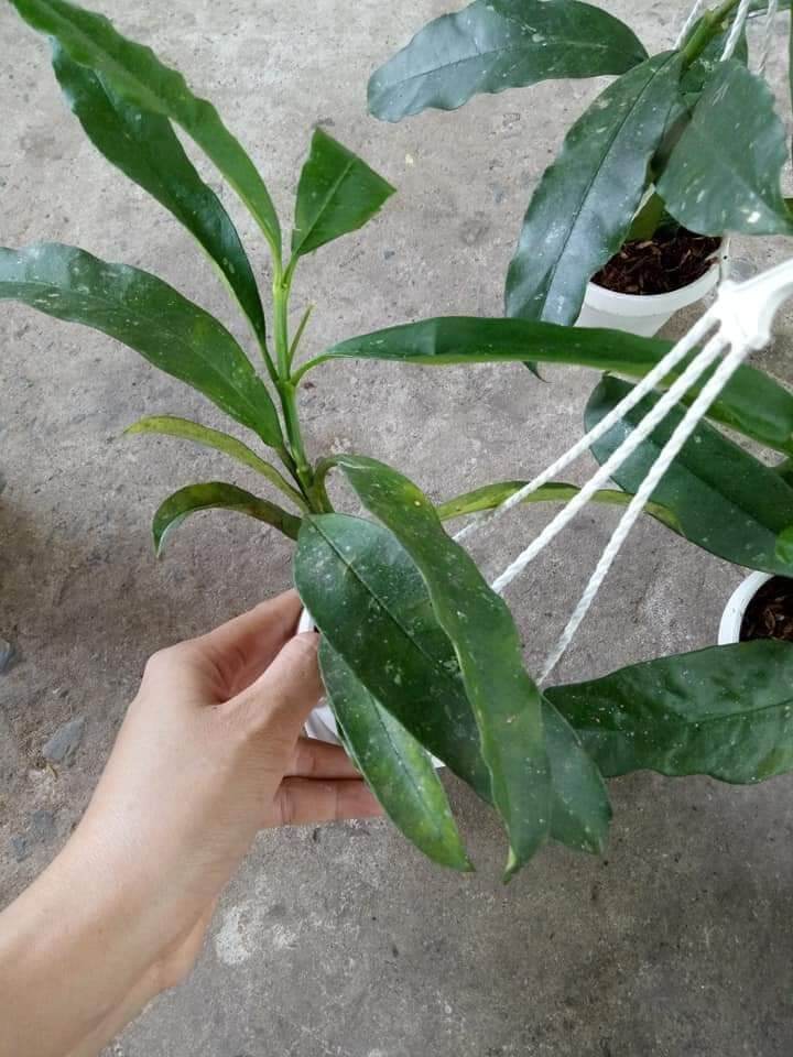Cẩm cù tên lửa Multiflora