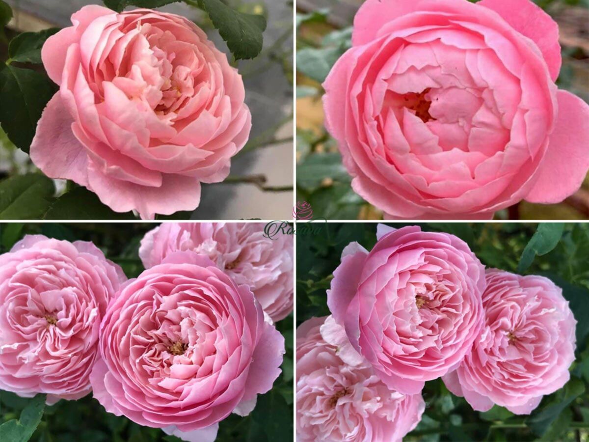 Hoa hồng Plume Rose (Leo) - form cánh cúp