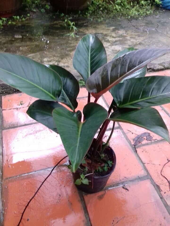 Cây trầu bà đế vương nâu lớn