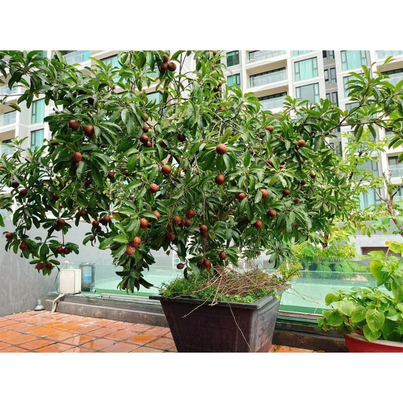 Cây hồng xiêm xoài cây to, bầu to, cao 100cm, cây đẹp i.