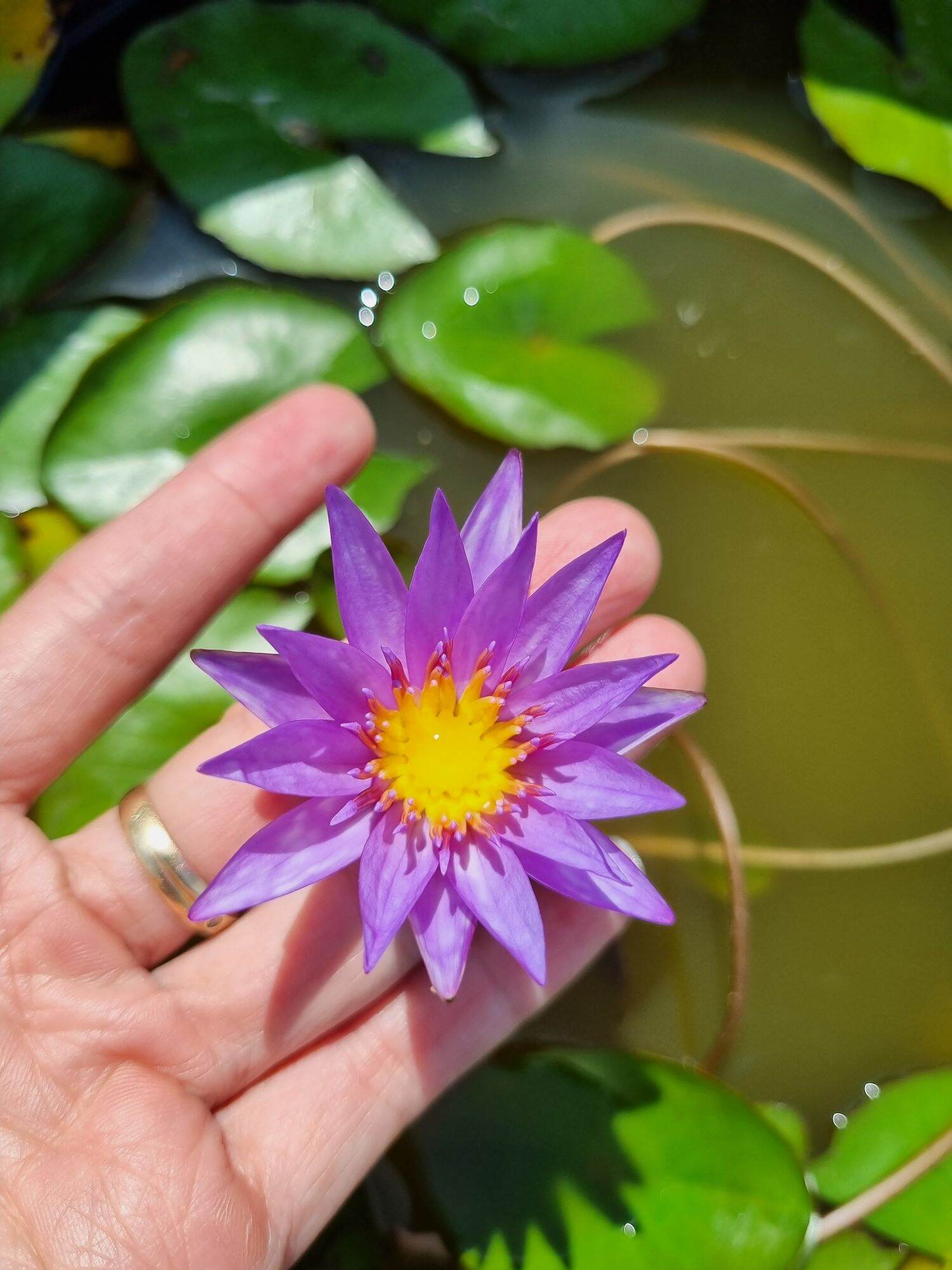 combo 3 cây giống hoa súng thái