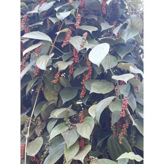 200Gr Tiêu Hột Sạch Đắc Lắc