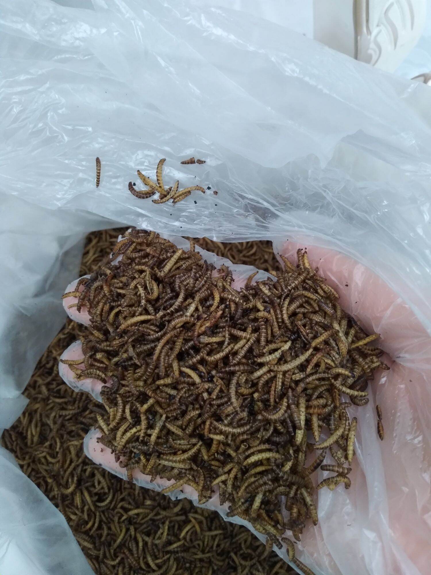 Sâu khô mini dinh dưỡng (100g)