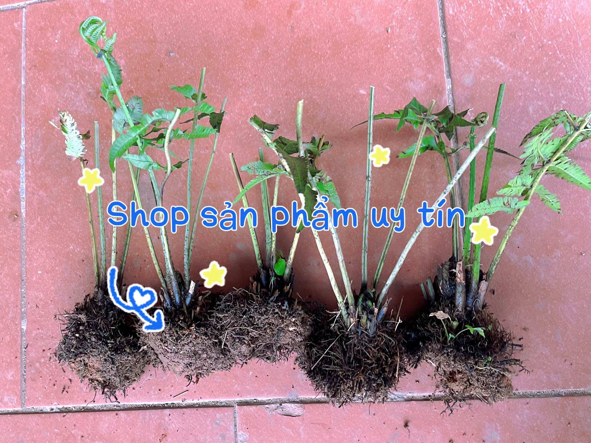 Cây rau dớn giống gốc giống (đã thuần vườn qua 50-60 ngày tại vườn)